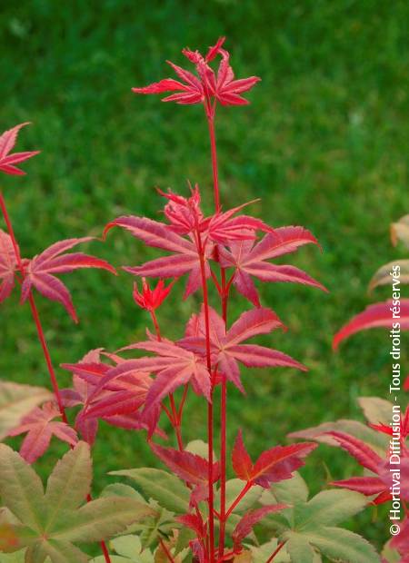 © Hortival Diffusion - Tous droits réservés