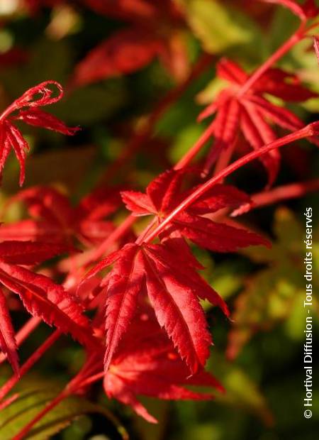 © Hortival Diffusion - Tous droits réservés