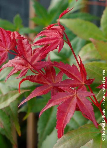 © Hortival Diffusion - Tous droits réservés