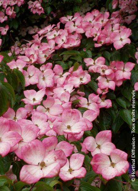 © Hortival Diffusion - Tous droits réservés