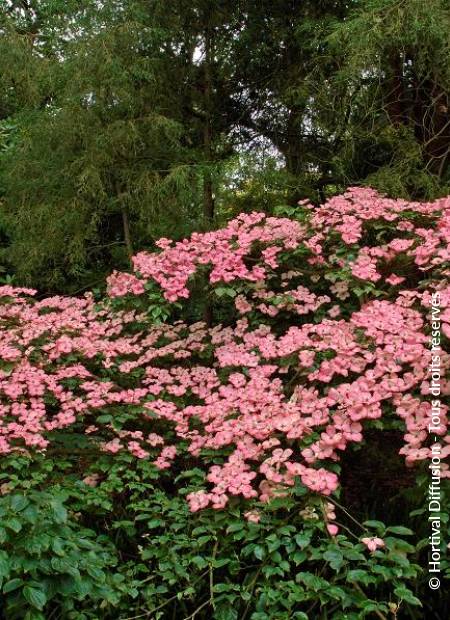 © Hortival Diffusion - Tous droits réservés