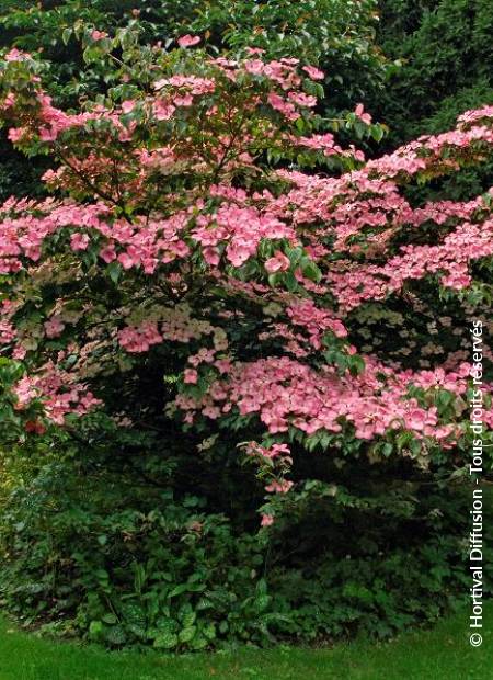 © Hortival Diffusion - Tous droits réservés