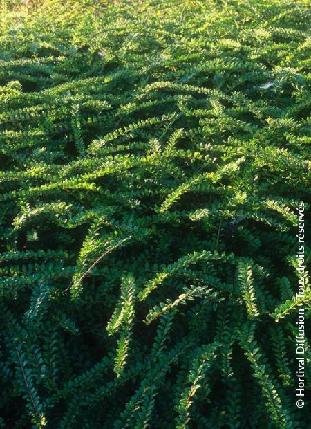 © Hortival Diffusion - Tous droits réservés