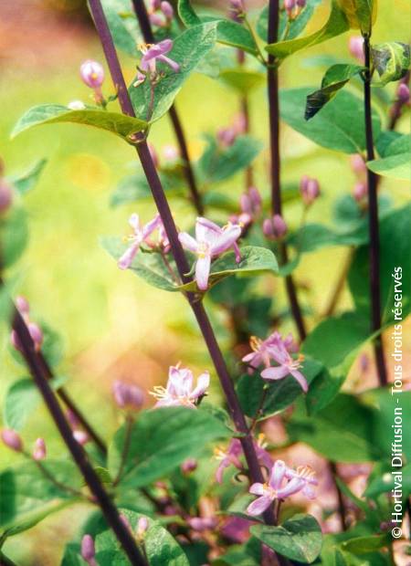 © Hortival Diffusion - Tous droits réservés