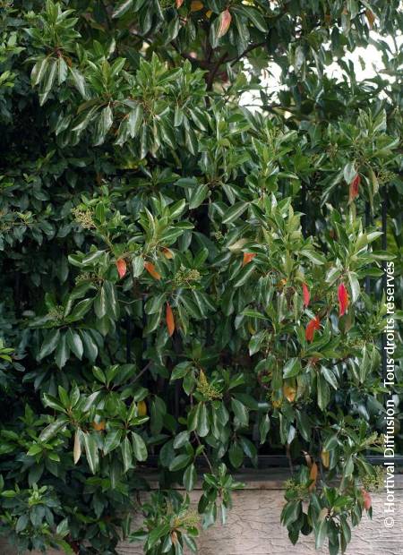 © Hortival Diffusion - Tous droits réservés