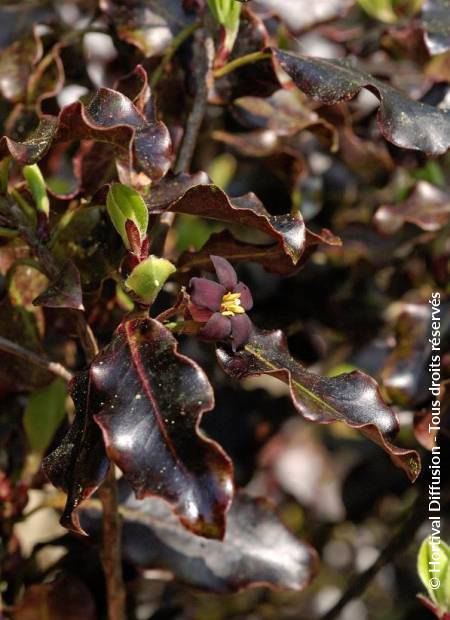 © Hortival Diffusion - Tous droits réservés