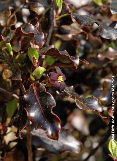 © Hortival Diffusion - Tous droits réservés