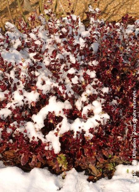 © Hortival Diffusion - Tous droits réservés