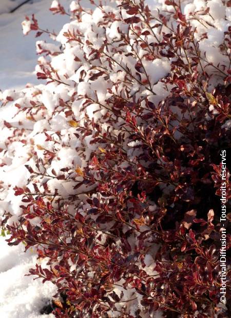 © Hortival Diffusion - Tous droits réservés