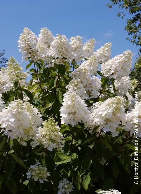 © Hortival Diffusion - Tous droits réservés