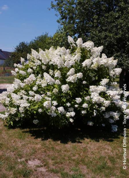 © Hortival Diffusion - Tous droits réservés