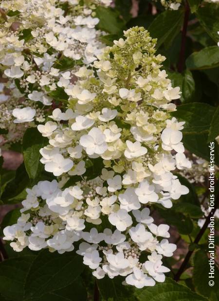 © Hortival Diffusion - Tous droits réservés