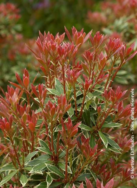 © Hortival Diffusion - Tous droits réservés