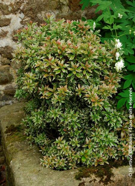 © Hortival Diffusion - Tous droits réservés