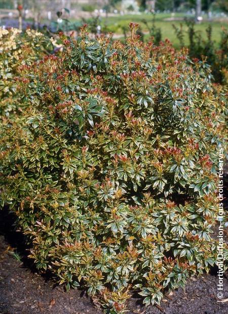 © Hortival Diffusion - Tous droits réservés