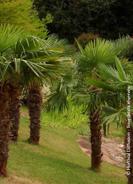 © Hortival Diffusion - Tous droits réservés