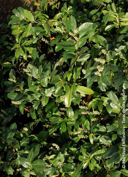 © Hortival Diffusion - Tous droits réservés