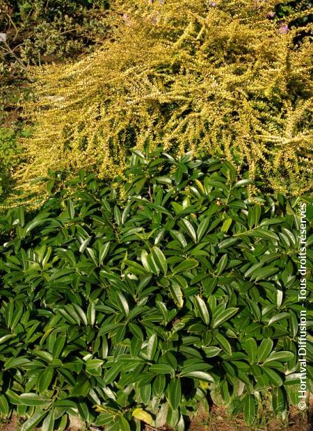 © Hortival Diffusion - Tous droits réservés