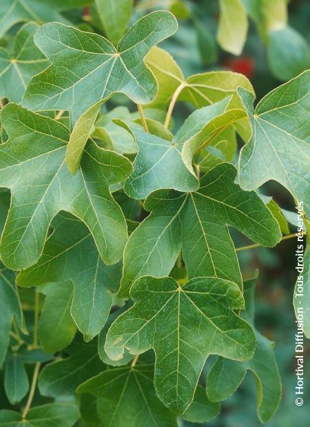 © Hortival Diffusion - Tous droits réservés