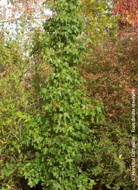 © Hortival Diffusion - Tous droits réservés