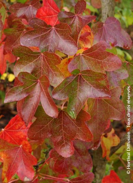 © Hortival Diffusion - Tous droits réservés