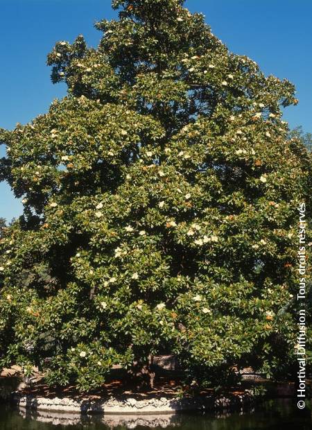 © Hortival Diffusion - Tous droits réservés