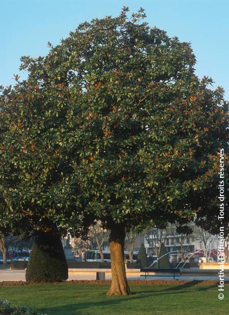 © Hortival Diffusion - Tous droits réservés