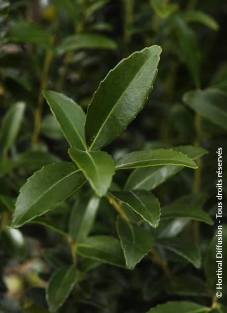 © Hortival Diffusion - Tous droits réservés