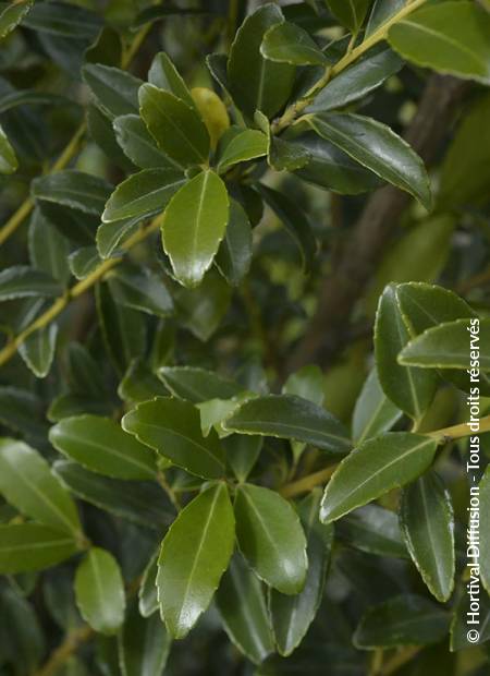 © Hortival Diffusion - Tous droits réservés