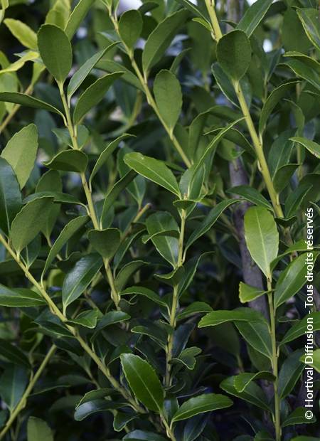 © Hortival Diffusion - Tous droits réservés