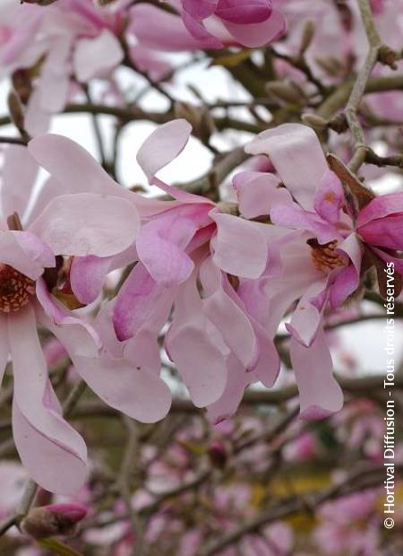 © Hortival Diffusion - Tous droits réservés