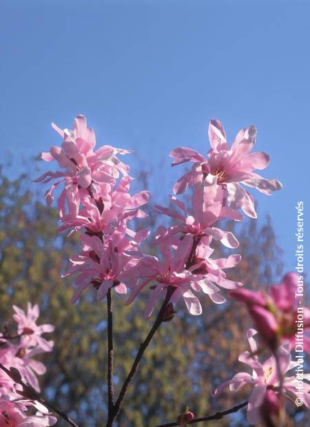 © Hortival Diffusion - Tous droits réservés