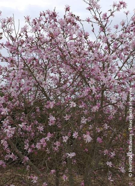 © Hortival Diffusion - Tous droits réservés