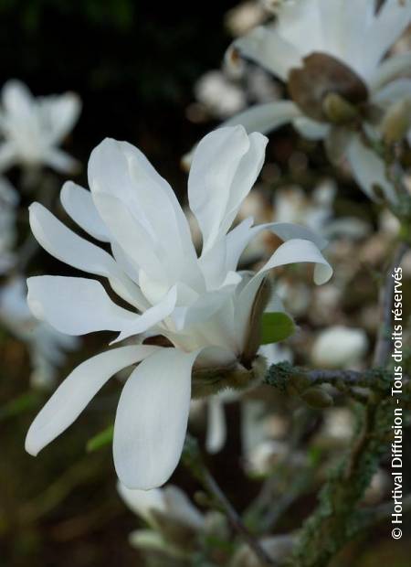 © Hortival Diffusion - Tous droits réservés