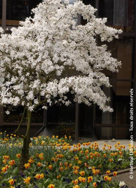 © Hortival Diffusion - Tous droits réservés