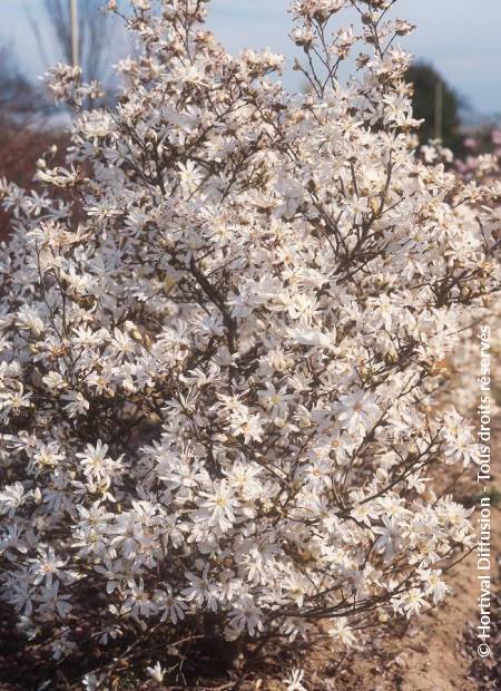 © Hortival Diffusion - Tous droits réservés