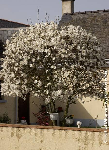 © Hortival Diffusion - Tous droits réservés