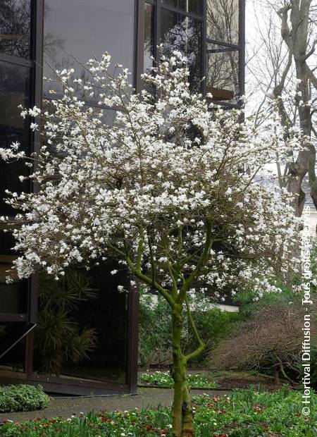 © Hortival Diffusion - Tous droits réservés