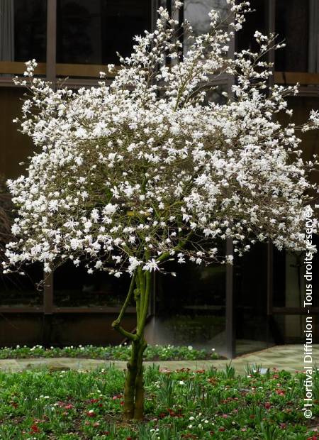 © Hortival Diffusion - Tous droits réservés