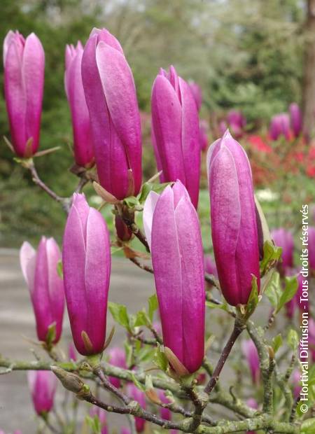 © Hortival Diffusion - Tous droits réservés