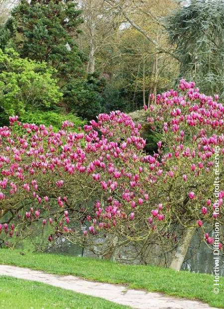 © Hortival Diffusion - Tous droits réservés