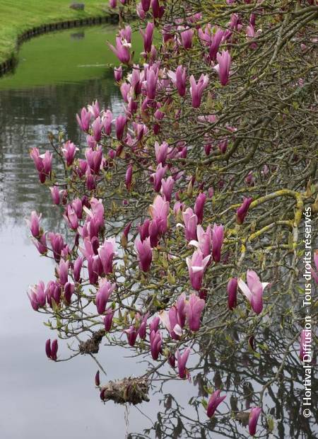 © Hortival Diffusion - Tous droits réservés