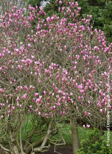 © Hortival Diffusion - Tous droits réservés