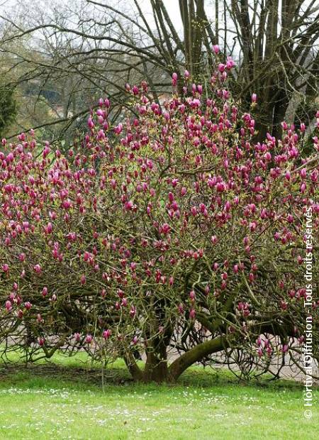 © Hortival Diffusion - Tous droits réservés