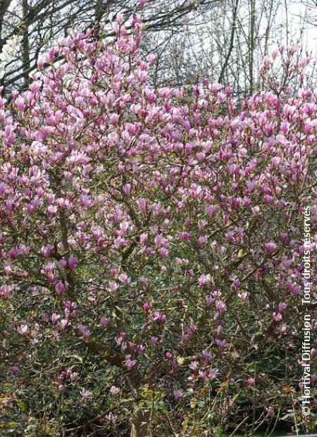 © Hortival Diffusion - Tous droits réservés