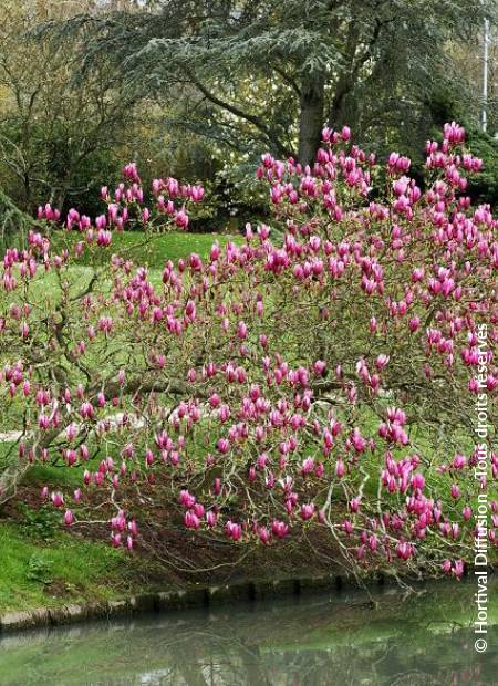 © Hortival Diffusion - Tous droits réservés