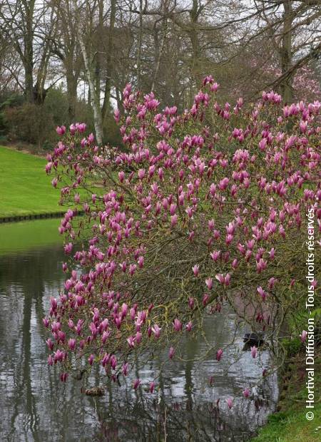 © Hortival Diffusion - Tous droits réservés