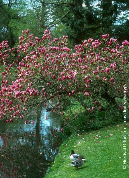 © Hortival Diffusion - Tous droits réservés