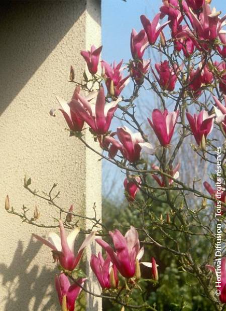 © Hortival Diffusion - Tous droits réservés