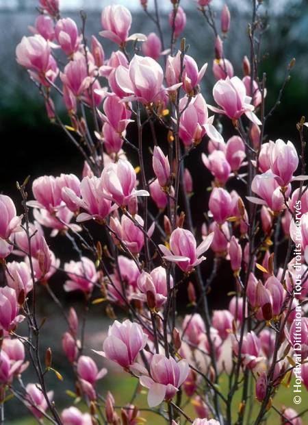 © Hortival Diffusion - Tous droits réservés